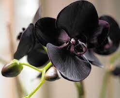 Black orchid